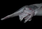 Scientists Record Goblin Shark Alive in Tonga Trench