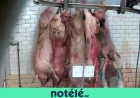 GAIA targets Ath Abattoir over 20,000 sheep a year