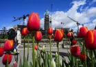 Statistics Canada Reports Canada's Population Fell 55,000 in Q1 2026
