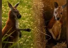 Joey captured after four days near Boucherville — Kangaroo Montreal