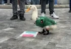 Merlín the Duck Draws Viral Attention in Mexico City