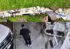 Nanaimo RCMP seek stolen Mossberg 500 shotgun, person of interest