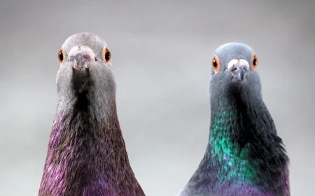 Scientists Map Pigeon Compass to Liver Immune Cells