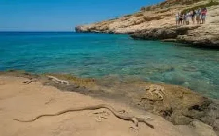 Ibiza Snake Swim to Santa Eulària Shows Sea Crossing