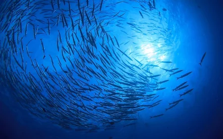 Pacific Ocean Leads Five Basins at 168,723,000 Square Kilometers — Ocean