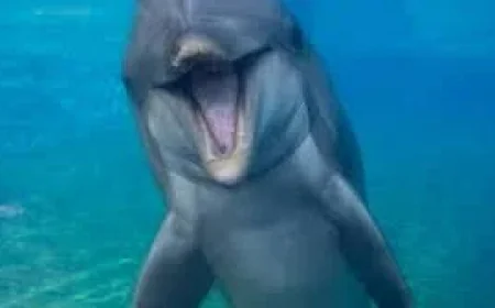 SeaWorld San Diego says Dolphin Dottie dies at 39