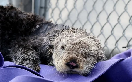 Clamato the Sea Otter Reaches Vancouver Care After Tofino Rescue