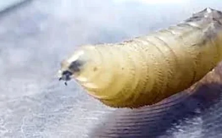 USDA Detects Texas Screwworm Case in Calf — Screwworm