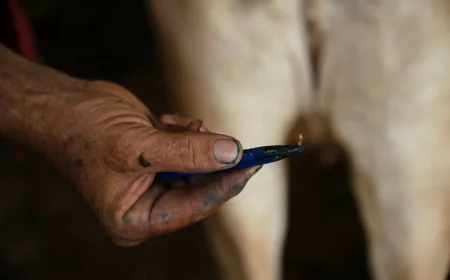 USDA Detects First U.S. Gusano Barrenador Case in Texas Calf