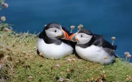 Bank of England Opens Vote For Animals On Bank Notes, Shortlists 18 Species