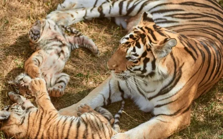 BBC Earth footage shows two tiger mothers sharing cub care — Tiger Island Bbc