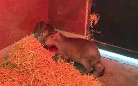 Marwell Zoo reports several sightings as Samba Capybara Escaped Marwell