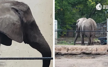 Tembo dies after 50 years at Topeka Zoo, Cameron Park Zoo shifts