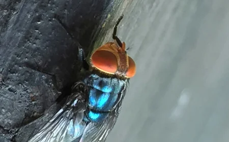 Texas veterinarian orders 12-mile quarantine as Screwworm Texas spreads