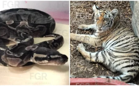 FGR asegura seis ejemplares en Zapopan durante cateo en Valle Real