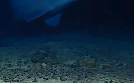 Aaron Judah Reports 2 Live Goblin Shark Sightings in Nature — Alan Jamieson Goblin Shark Study