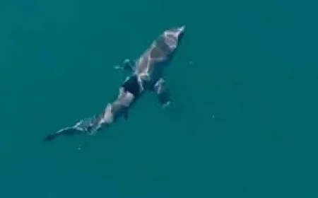 Woman critical after shark bite at Coogee Beach