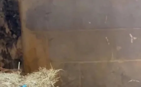 Kangourou Boucherville: la SPCA cherche l’animal évadé
