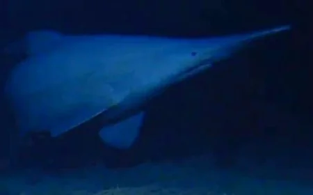 Scientists Film First Wild Goblin Shark in 2019, Study Finds — Goblin Shark Deep Sea Sighting