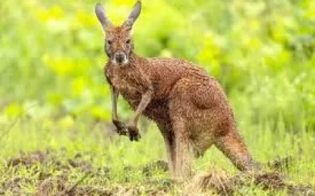 Ministry of Wildlife analyzes safe capture of Wallaby Boucherville