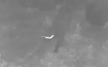 Welsh Government Counts 15 Wales Big Cat Reports Foi