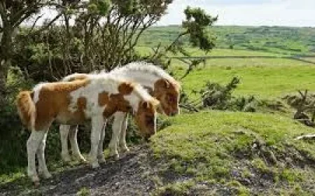 Natural England Urges Rule Change for 1,000 Dartmoor Ponies