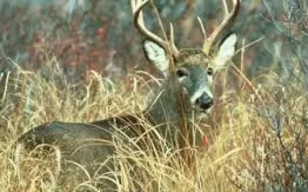 Pennsylvania Game Commission sets June 22 start for 2026-27 licenses