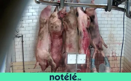 GAIA targets Ath Abattoir over 20,000 sheep a year