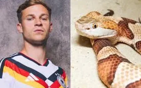 Joshua Kimmich Says Venomous Snake Found at Germany Camp