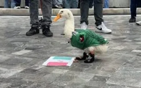 Merlín the Duck Draws Viral Attention in Mexico City