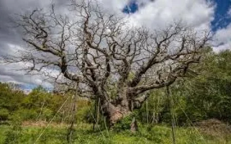RSPB Announces Major Oak Dead After 1,000 Years