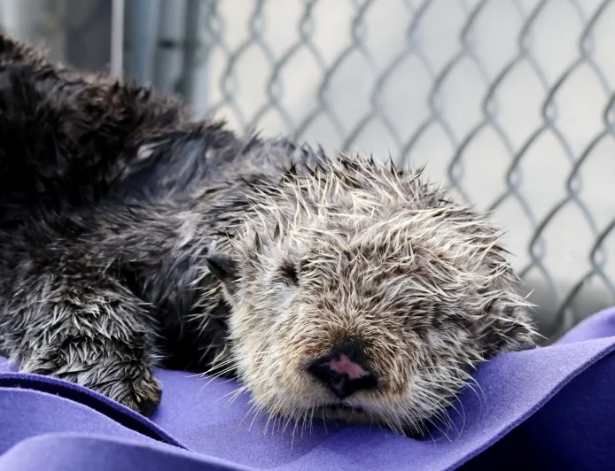 Clamato the Sea Otter Reaches Vancouver Care After Tofino Rescue