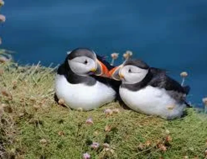 Bank of England Opens Vote For Animals On Bank Notes, Shortlists 18 Species