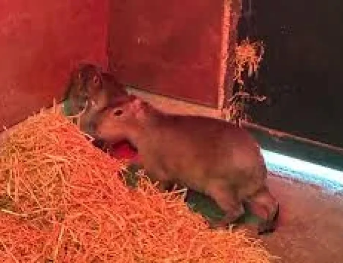 Marwell Zoo reports several sightings as Samba Capybara Escaped Marwell