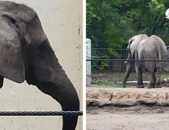 Tembo dies after 50 years at Topeka Zoo, Cameron Park Zoo shifts