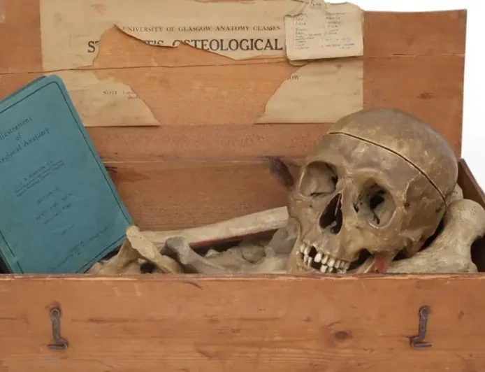 Anita Manning auction house pulls £500 human bones sale