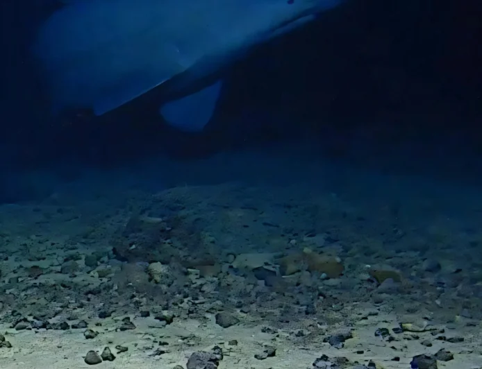 Aaron Judah Reports 2 Live Goblin Shark Sightings in Nature — Alan Jamieson Goblin Shark Study