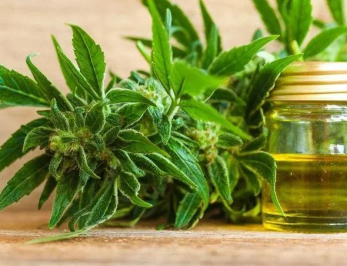 Renewed Attention on ASX Cannabis Stocks as Market Sentiment Improves