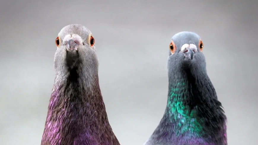 Scientists Map Pigeon Compass to Liver Immune Cells