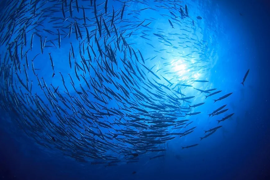 Pacific Ocean Leads Five Basins at 168,723,000 Square Kilometers — Ocean