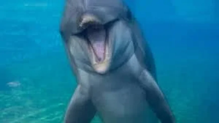 SeaWorld San Diego says Dolphin Dottie dies at 39
