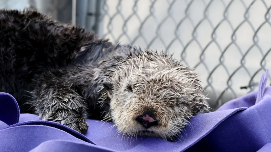 Clamato the Sea Otter Reaches Vancouver Care After Tofino Rescue