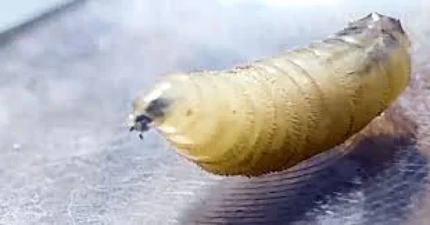 USDA Detects Texas Screwworm Case in Calf — Screwworm