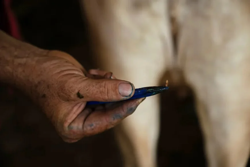 USDA Detects First U.S. Gusano Barrenador Case in Texas Calf