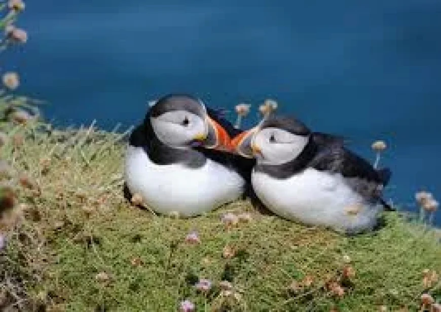 Bank of England Opens Vote For Animals On Bank Notes, Shortlists 18 Species