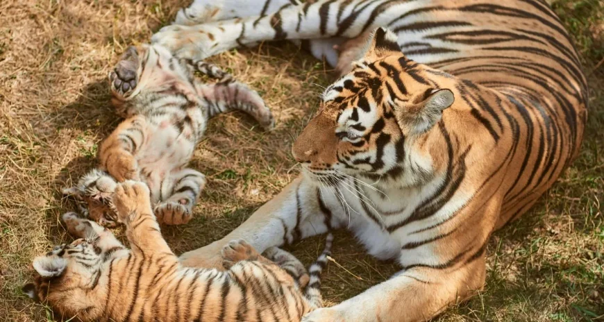 BBC Earth footage shows two tiger mothers sharing cub care — Tiger Island Bbc