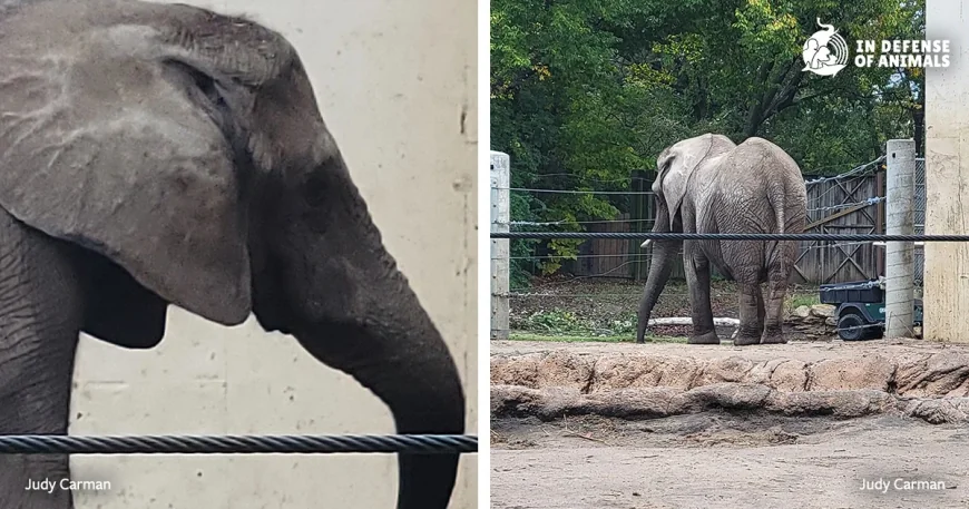 Tembo dies after 50 years at Topeka Zoo, Cameron Park Zoo shifts