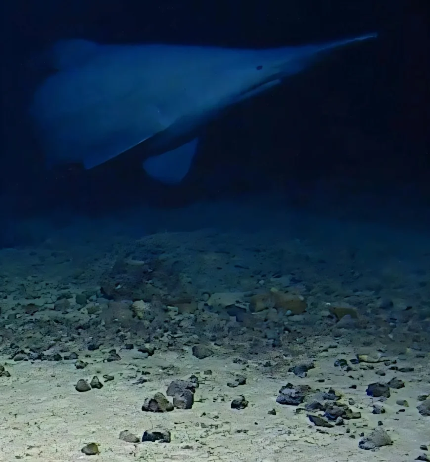 Aaron Judah Reports 2 Live Goblin Shark Sightings in Nature — Alan Jamieson Goblin Shark Study