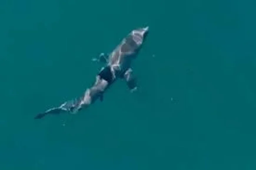 Woman critical after shark bite at Coogee Beach