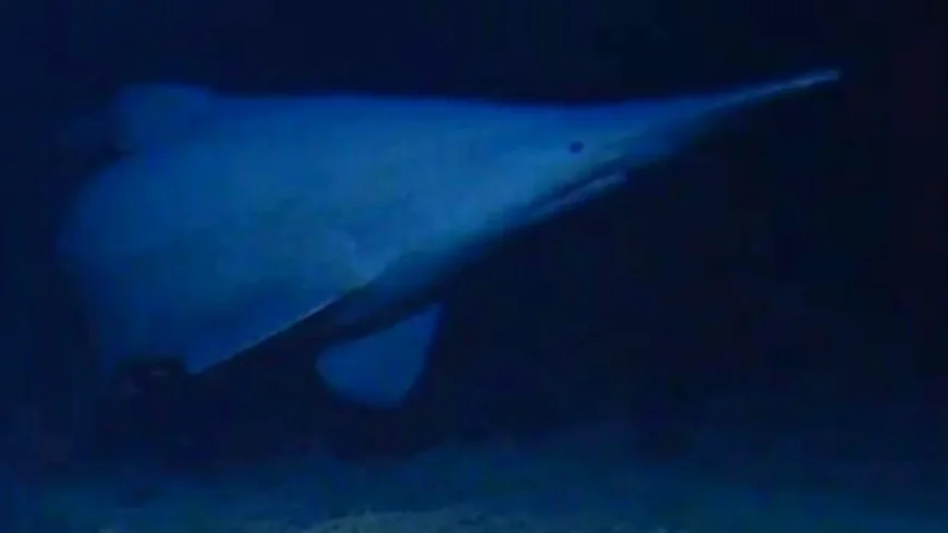 Scientists Film First Wild Goblin Shark in 2019, Study Finds — Goblin Shark Deep Sea Sighting